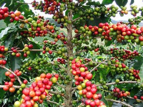 सेतो गबारो र सिन्दुरे रोगको मारमा पाल्पाको कफीखेती, सुक्नथाले कफीका बोट